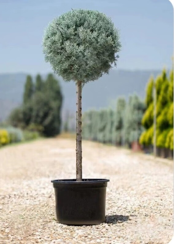 庭院種樹(shù)指南 前后屋如何科學(xué)選擇與種植樹(shù)木