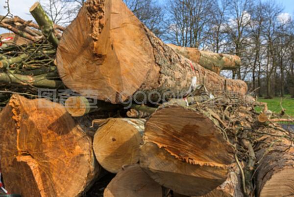 樹干的生命印記