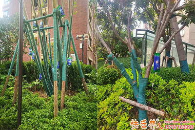 城市綠化營養(yǎng)液選擇指南 哪種更適合您的樹木？