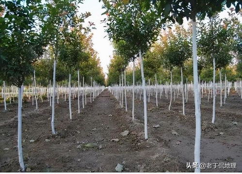 城市里的樹木為什么要涂白