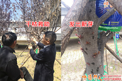 神奇快活林樹(shù)木營(yíng)養(yǎng)液 綠化樹(shù)復(fù)芽原來(lái)如此簡(jiǎn)單